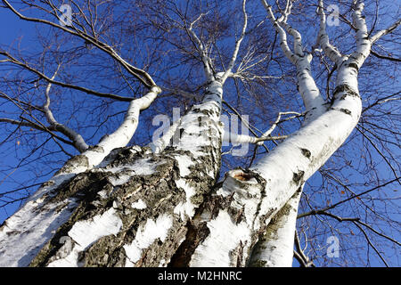 Betula pendula, bouleau argenté arbres hiver blanc troncs de bouleau Banque D'Images