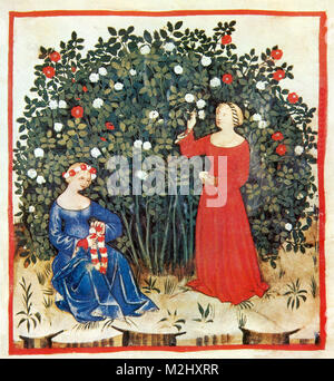 'Tacuinum Sanitatis, Roses' Banque D'Images