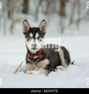 Husky de Sibérie dans la neige sur une journée d'hiver Banque D'Images