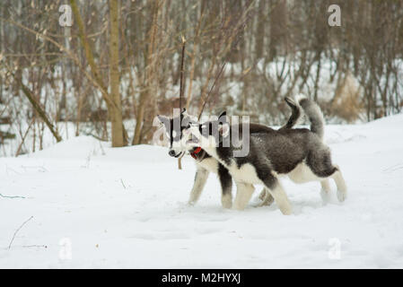 Husky de Sibérie dans la neige en hiver jour Banque D'Images