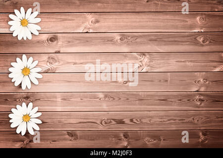 Plancher bois fond avec daisies Banque D'Images