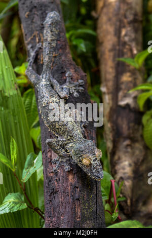 Feuille géant-tail Gecko - Uroplatus fimbriatus, Madagascar forêt tropicale. Bien rare, endémique dans gecko masqués de Madagascar. Le mimétisme. Camouflage. Banque D'Images