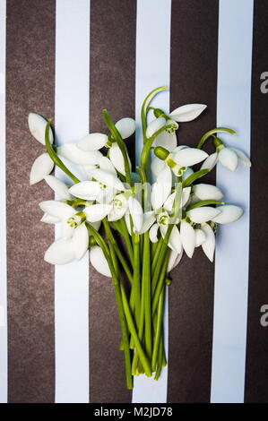 Snowdrop fleurs sur fond rayé noir et blanc Banque D'Images