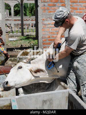 Capt Dan Crowell de Lamoille, Nevada vaccine une vache en El Salvador. Le 993rd Détachement médical (services vétérinaires) s'est joint à l'appui tactique 349Hôpital pour deux semaines de mission médicale en El Salvador. - Photo par le sergent. Kristen Roi 349MEDRETE à San Vicente (67 sur 88) par 807MCDS Banque D'Images