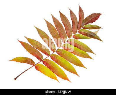 Feuille d'automne parfaite est similaire à plume d'oiseau de paradis. Isolated on white studio shot Banque D'Images