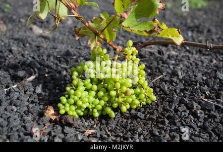 Gros plan sur green grapes growing dans un champ de pierres de lave noire sur l'île de Lanzarote, îles Canaries, Espagne Banque D'Images