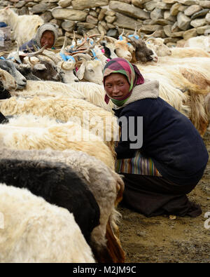 CHANGTANG, Tibet, Ladakh, INDE - 06 juillet 2017 : Pierre homestead Changpa indiennes aux animaux de ferme, de chèvres qui leur sont recueillir la laine pashmina. Les femmes Banque D'Images