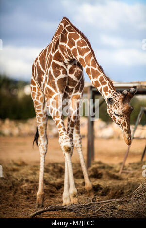 Cute Adorable Girafe adultes, manger Banque D'Images