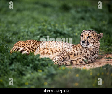 Beau guépard sauvage reposant sur des champs verts, Close up Banque D'Images