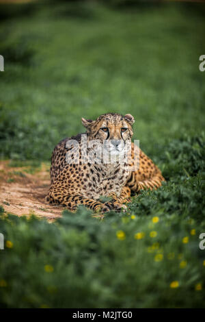 Beau guépard sauvage reposant sur des champs verts, Close up Banque D'Images