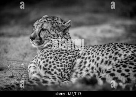 Beau guépard sauvage reposant sur des champs verts, Close up, en noir et blanc Banque D'Images