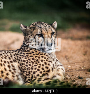 Beau guépard sauvage reposant sur des champs verts, Close up Banque D'Images