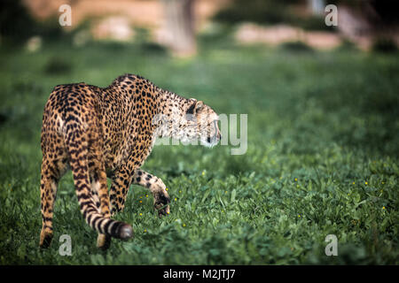 Belles balades guépard sauvage attention sur des champs verts, Close up Banque D'Images