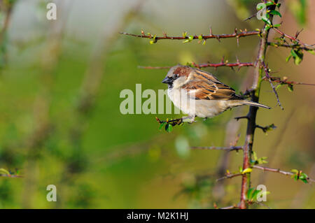 Moineau domestique (Passer domesticus), mâle adulte, perché sur un rameau de fleurs colorées dans un jardin de Sowerby, Yorkshire du Nord. Février. Banque D'Images