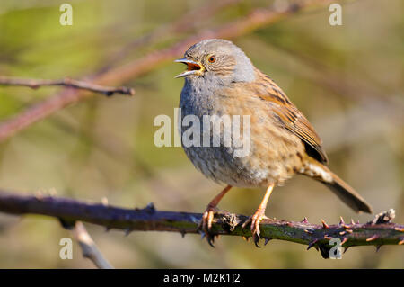 Nid (Prunella modularis), adulte, le chant d'une succursale à bramble Falaises de Bempton RSPB, East Yorkshire. Mars. Banque D'Images