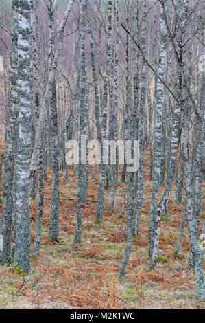 Arbres de bouleau verruqueux (Betula pendula), et sans feuilles fortement incrustés de lichens à Glen Feshie, Inverness-shire, en Écosse. Mars. Banque D'Images