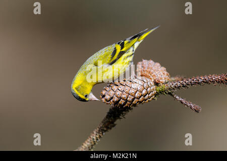 Tarin des pins (Carduelis spinus) mâle adulte, perché sur un cône de pin lors de la tentative d'extraire ses graines à Loch Garten, Inverness-shire, en Écosse. Mars. Banque D'Images