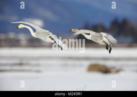 Le Cygne siffleur (Cygnus columbianus) au Japon Banque D'Images