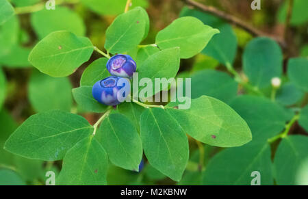 Les baies sauvages mûrissent dans la forêt boréale de l'Alaska. Banque D'Images
