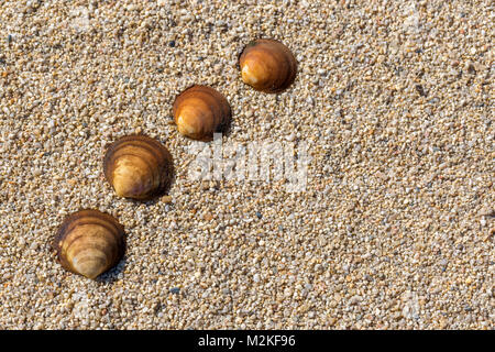 Quatre coquilles de mer en une ligne sur le sable. Fond de plage d'été. Vue d'en haut. Un espace réservé au texte Banque D'Images