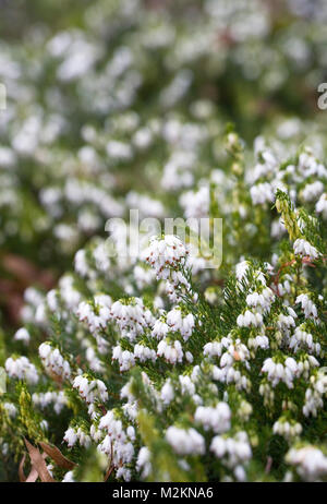 Erica x darleyensis 'Snow Surprise' fleurs. Banque D'Images