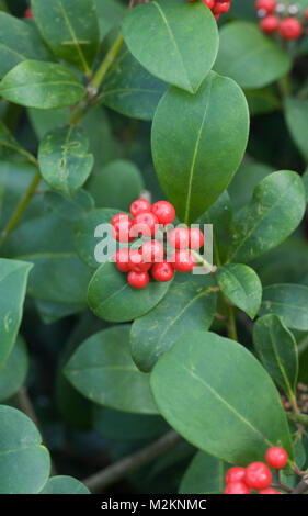 Skimmia japonica des baies en hiver. Banque D'Images