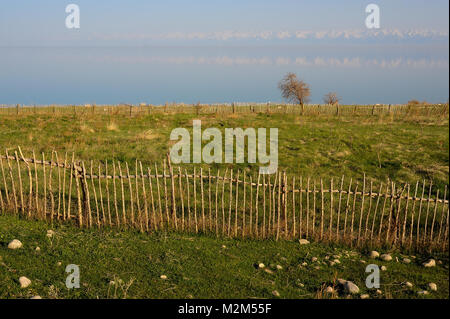 Un stick fence autour d'un nouveau verger abricot. Banque D'Images