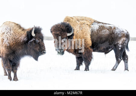 Le bison des plaines, Bull, ou Bison (Bison bison bison) en hiver, Manitoba, Canada. Banque D'Images