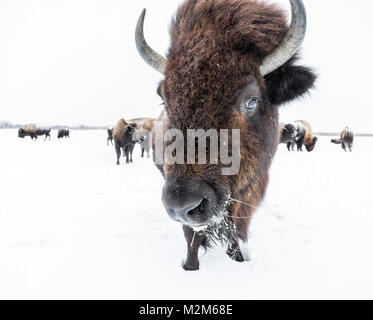 Le bison des plaines (Bison bison bison) ou American Buffalo, en hiver, au Manitoba, Canada. Banque D'Images