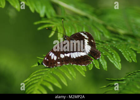 Papillon amiral blanc (Limenitis Camilla) se prélassant sur Bracken, Royaume-Uni Banque D'Images