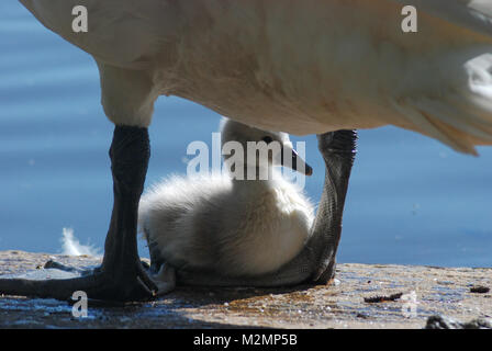 Les jeunes au repos cygnet en vertu de la sécurité de sa mère le cygne tuberculé (Cygnus olor), Royaume-Uni Banque D'Images