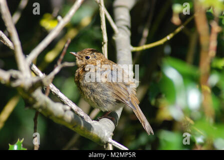 Jeune robin (Erithacus rubecula aux abords) perchées dans un arbre Banque D'Images