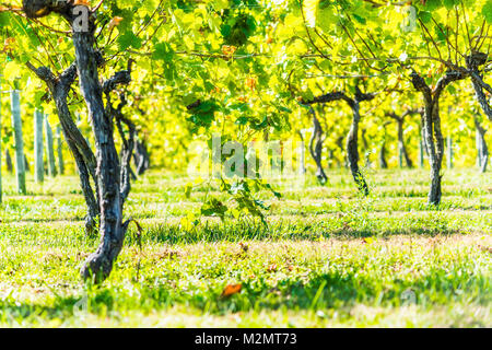 Vignoble verdoyant des lignes pendant l'automne, l'été, l'automne à Virginia campagne avec des branches de vignes en gros plan Banque D'Images