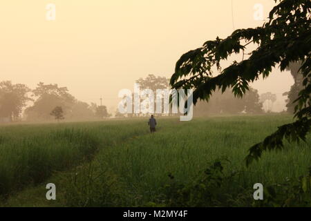 Ricefarmer ricepaddies de derrière marche à travers à la douce lumière du lever du soleil en Thaïlande Banque D'Images