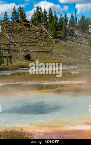 Bisons broutants près de puits sans fond extérieure dans la chaîne de lacs de l'Upper Geyser Basin. Le Parc National de Yellowstone, Wyoming Banque D'Images