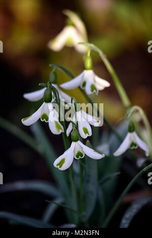 Galanthus trumps, snowdrop, perce-neige, printemps, fleur, fleurs, floraison,,vert,marque,marquage distinctif distinctes,RM,Floral Banque D'Images