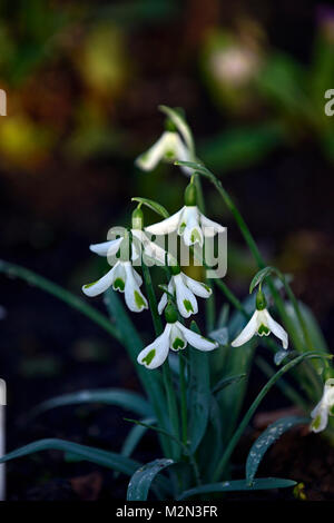 Galanthus trumps, snowdrop, perce-neige, printemps, fleur, fleurs, floraison,,vert,marque,marquage distinctif distinctes,RM,Floral Banque D'Images