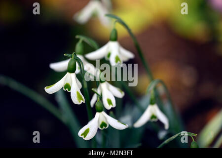 Galanthus trumps, snowdrop, perce-neige, printemps, fleur, fleurs, floraison,,vert,marque,marquage distinctif distinctes,RM,Floral Banque D'Images