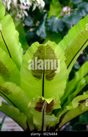 Asplenium nidus,birds nest fern,nest fern,, épiphytes, épiphyte,terrestre,fern frond,feuilles,feuillage frondes,feuilles, papier brillant Floral,RM Banque D'Images