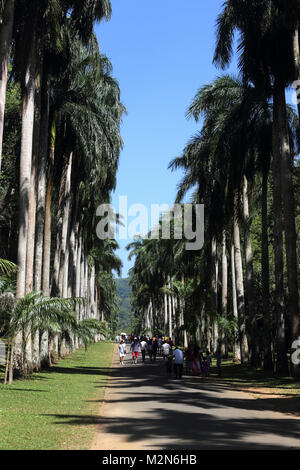 Peradeniya Kandy Sri Lanka Province centrale Jardin botanique royal de Peradeniya Visiteurs marchant à travers Royal Palm Avenue Banque D'Images