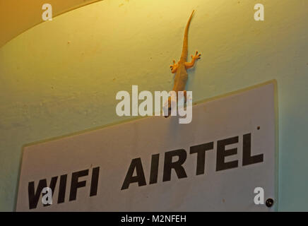 Maison Tropicale Gecko (Hemidactylus mabouia) adulte sur le mur restaurant Ifaty. Novembre Madagascar Banque D'Images