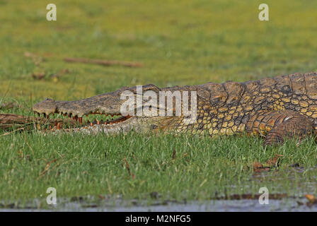 Le crocodile du Nil (Crocodylus niloticus) près d'adultes se reposant près de bord de l'eau Lac Ravelobe, Ampijoroa Ankarafantsika, Station forestière, Mada Banque D'Images