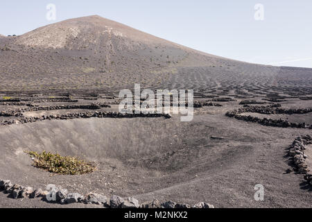 La Geria, Lanzarote - 7 Nov 2017. Les vignobles de la Geria utilise des cendres volcaniques comme la terre. Viticulteurs aussi creuser des trous et de l'utilisation de la cendre pour construire des murs t Banque D'Images