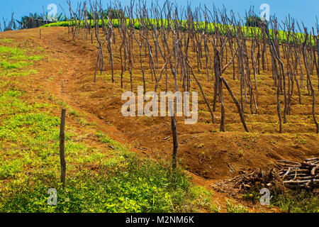 Bâtonnets de l'igname en attente de vignes sous le soleil de la Jamaïque glorieux, paroisse de Manchester, Jamaïque, Antilles, Caraïbes Banque D'Images