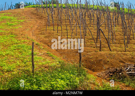 Bâtonnets de l'igname en attente de vignes sous le soleil de la Jamaïque glorieux, paroisse de Manchester, Jamaïque, Antilles, Caraïbes Banque D'Images