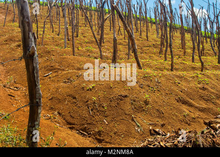 Bâtonnets de l'igname en attente de vignes sous le soleil de la Jamaïque glorieux, paroisse de Manchester, Jamaïque, Antilles, Caraïbes Banque D'Images