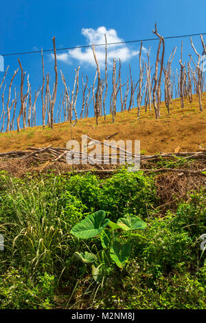 Bâtonnets de l'igname en attente de vignes sous le soleil de la Jamaïque glorieux, paroisse de Manchester, Jamaïque, Antilles, Caraïbes Banque D'Images