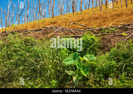 Bâtonnets de l'igname en attente de vignes sous le soleil de la Jamaïque glorieux, paroisse de Manchester, Jamaïque, Antilles, Caraïbes Banque D'Images