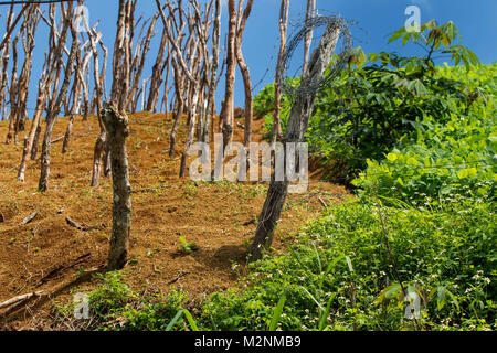 Bâtonnets de l'igname en attente de vignes sous le soleil de la Jamaïque glorieux, paroisse de Manchester, Jamaïque, Antilles, Caraïbes Banque D'Images