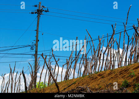 Bâtonnets de l'igname en attente de vignes sous le soleil de la Jamaïque glorieux, paroisse de Manchester, Jamaïque, Antilles, Caraïbes Banque D'Images